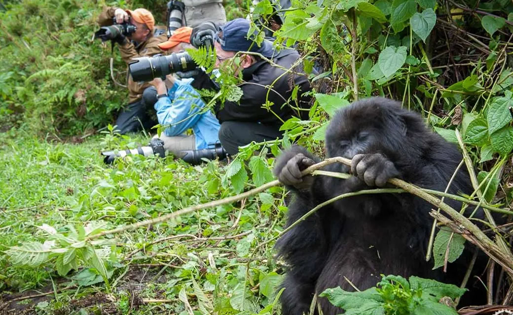 Rwanda Gorilla Trek